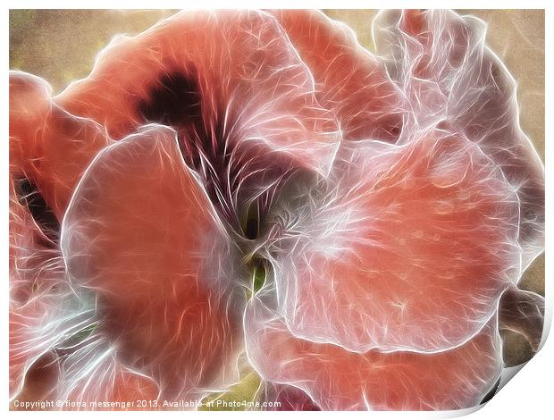 Royal Pelargonium with Water Droplets Print by Fiona Messenger