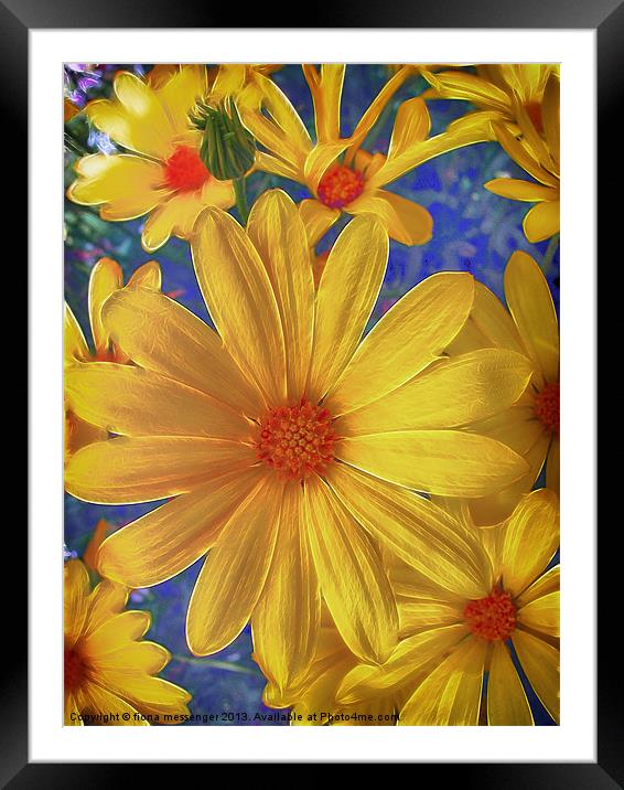 Daisy Delight Framed Mounted Print by Fiona Messenger