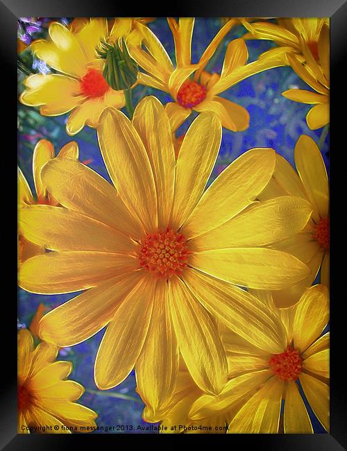 Daisy Delight Framed Print by Fiona Messenger