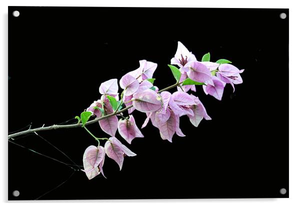 Sillohetted Beaugainvilla Blossoms Acrylic by james balzano, jr.