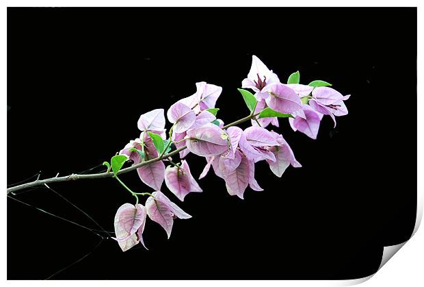 Sillohetted Beaugainvilla Blossoms Print by james balzano, jr.