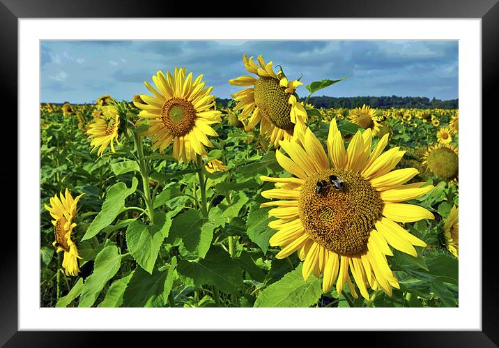 Sunflowers Framed Mounted Print by Darren Burroughs