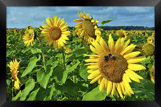 Sunflowers Framed Print by Darren Burroughs