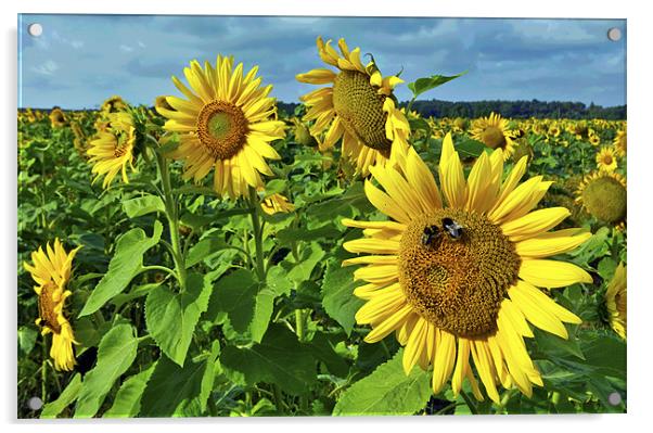 Sunflowers Acrylic by Darren Burroughs