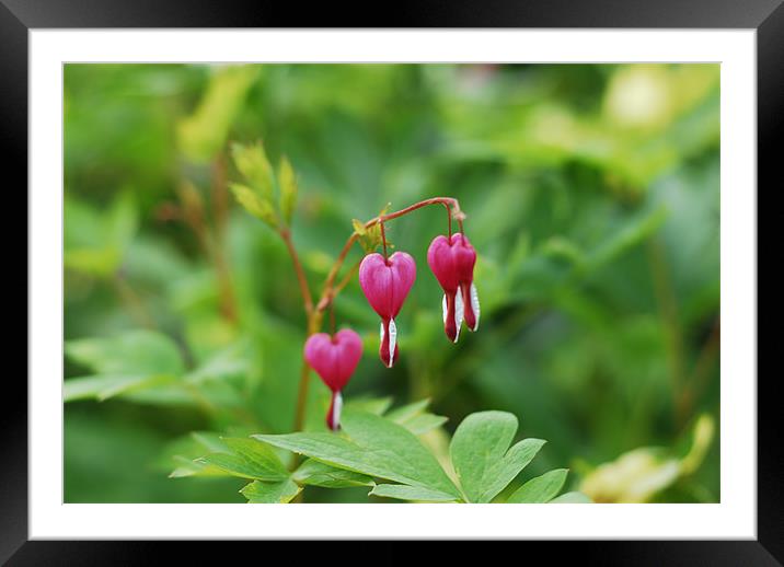 Heart Flowers Framed Mounted Print by Ian Young