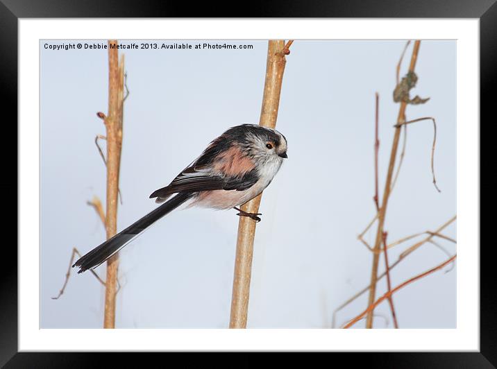 Portrait of a long tailed tit Framed Mounted Print by Debbie Metcalfe