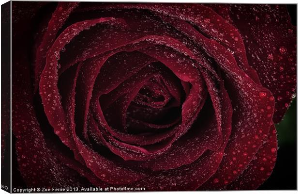 Red Rose Canvas Print by Zoe Ferrie