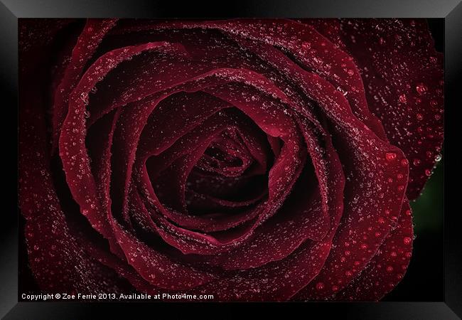 Red Rose Framed Print by Zoe Ferrie
