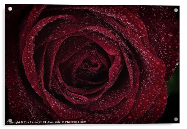 Red Rose Acrylic by Zoe Ferrie