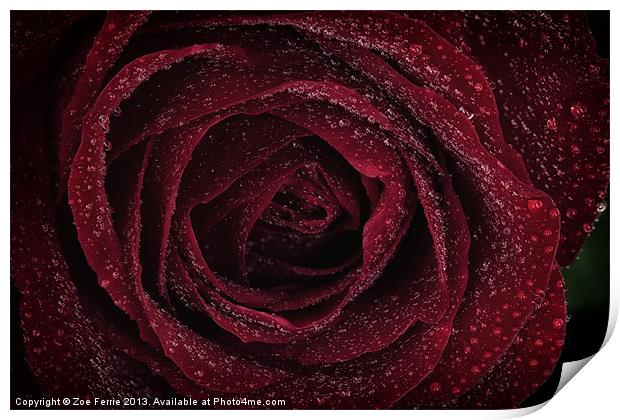 Red Rose Print by Zoe Ferrie