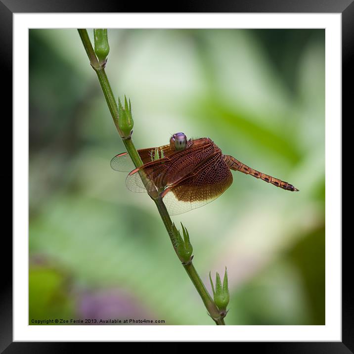 Macro photograph of a Dragonfly Framed Mounted Print by Zoe Ferrie