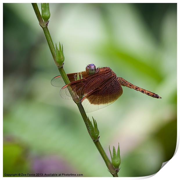 Macro photograph of a Dragonfly Print by Zoe Ferrie