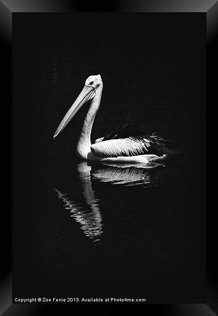 The Pelican Framed Print by Zoe Ferrie