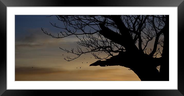 Evening sky Framed Mounted Print by barbara walsh
