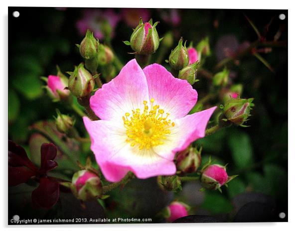 Wild Rose - Rosa Canina Acrylic by james richmond