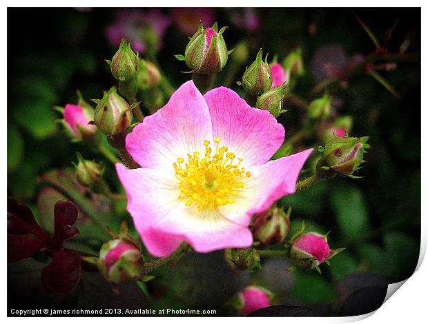 Wild Rose - Rosa Canina Print by james richmond
