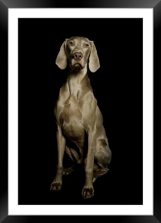 Dog Framed Mounted Print by steven sparkes