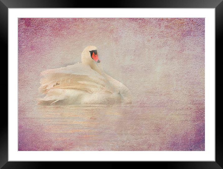Swan Framed Mounted Print by Mike Sherman Photog