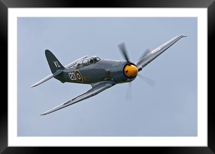 Hawker Sea Fury Framed Mounted Print by Rachel & Martin Pics