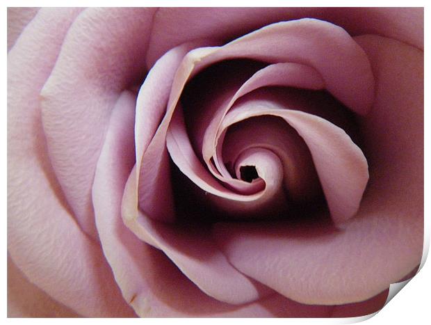 Anniversary Rose Print by Cheryl Quine