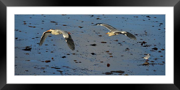 Herons looking for fish Framed Mounted Print by barbara walsh