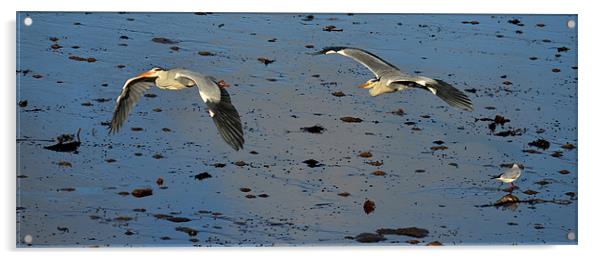 Herons looking for fish Acrylic by barbara walsh