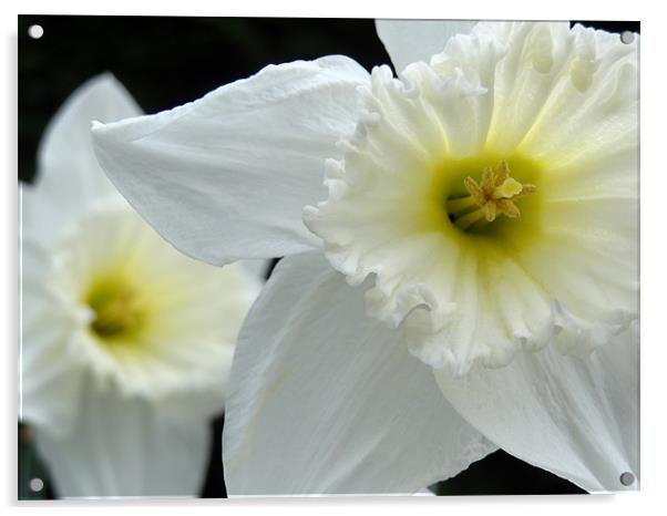 Daffodils Acrylic by Cheryl Quine