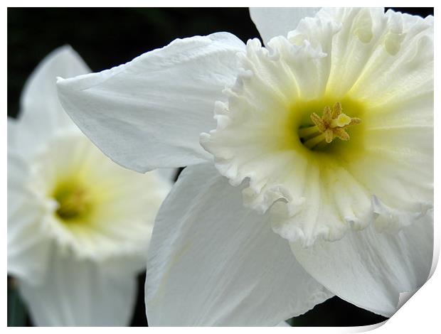 Daffodils Print by Cheryl Quine