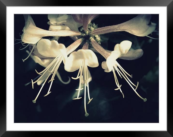 The Scent of Summer Framed Mounted Print by Cheryl Quine