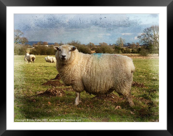 Sheep Framed Mounted Print by Kim Slater