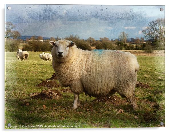 Sheep Acrylic by Kim Slater