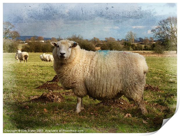Sheep Print by Kim Slater