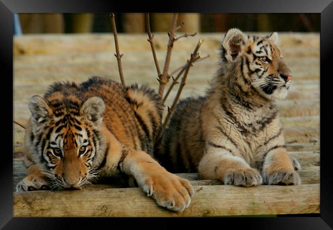 Amur Tiger Cubs Framed Print by Selena Chambers