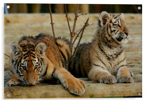 Amur Tiger Cubs Acrylic by Selena Chambers