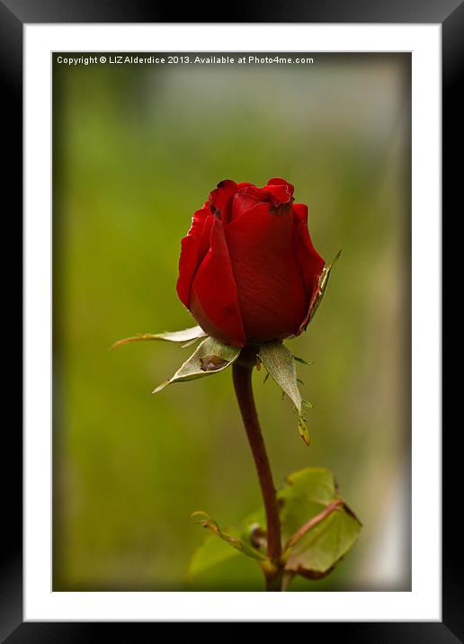 Red Rose Framed Mounted Print by LIZ Alderdice