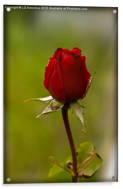 Red Rose Acrylic by LIZ Alderdice