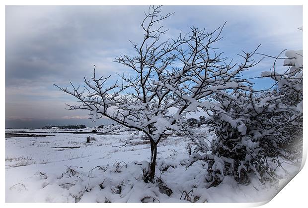 Winter tree Print by Gail Johnson