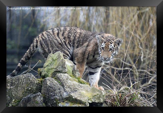 proud baby Framed Print by Martyn Bennett