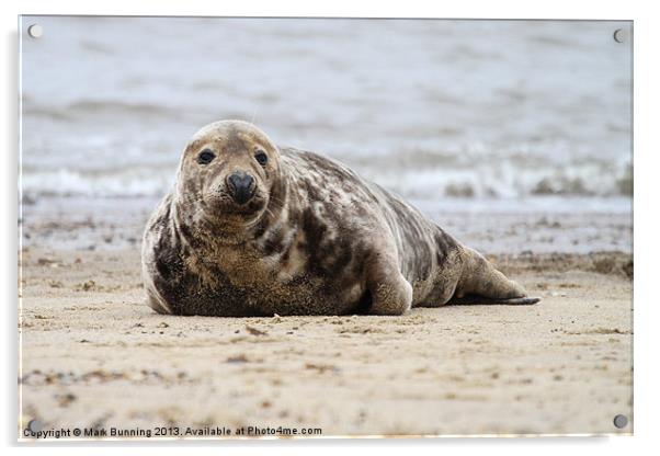 Norfolk Grey seal Acrylic by Mark Bunning