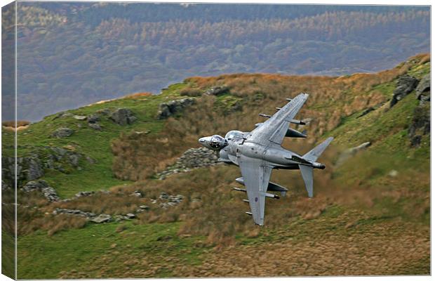 Harrier low level Canvas Print by Rachel & Martin Pics