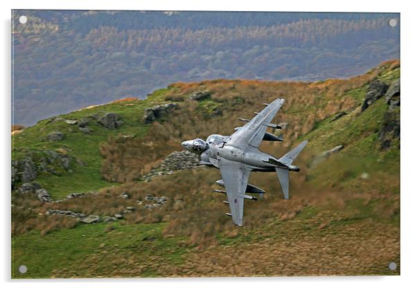 Harrier low level Acrylic by Rachel & Martin Pics