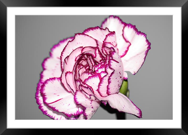 Carnation - Selective Colour Framed Mounted Print by Chris Wooldridge