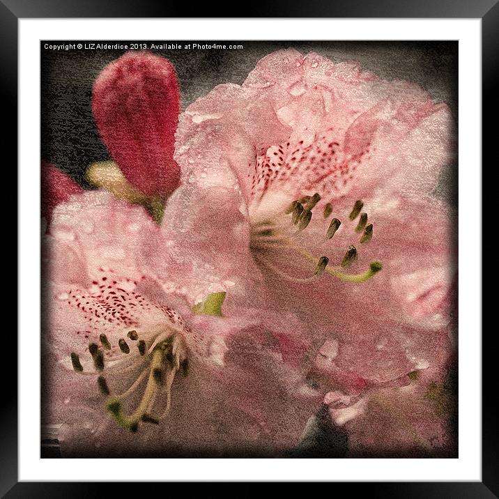 Pink Rhododendron Framed Mounted Print by LIZ Alderdice