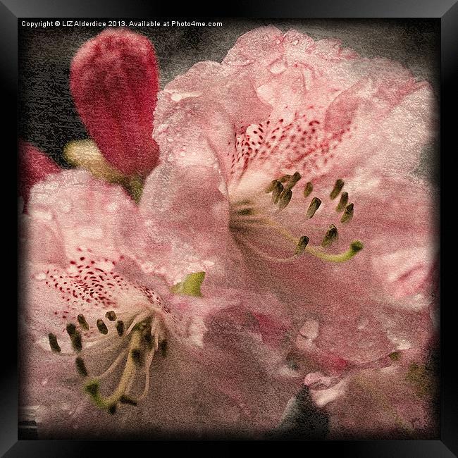 Pink Rhododendron Framed Print by LIZ Alderdice