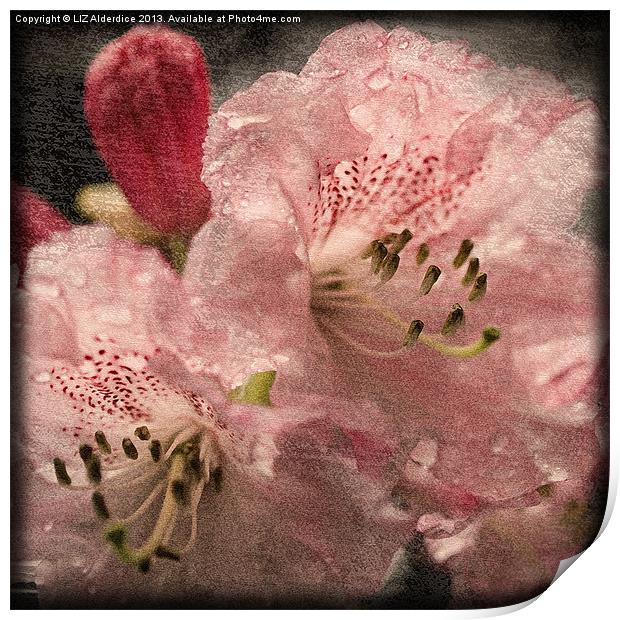 Pink Rhododendron Print by LIZ Alderdice