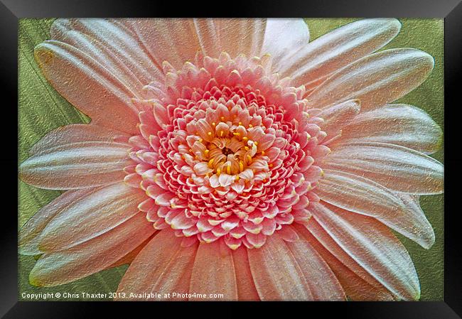 Vibrant Pink Gerbera Blossom Framed Print by Chris Thaxter