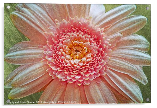 Vibrant Pink Gerbera Blossom Acrylic by Chris Thaxter