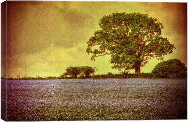 Tree In A Field Canvas Print by Julie Coe