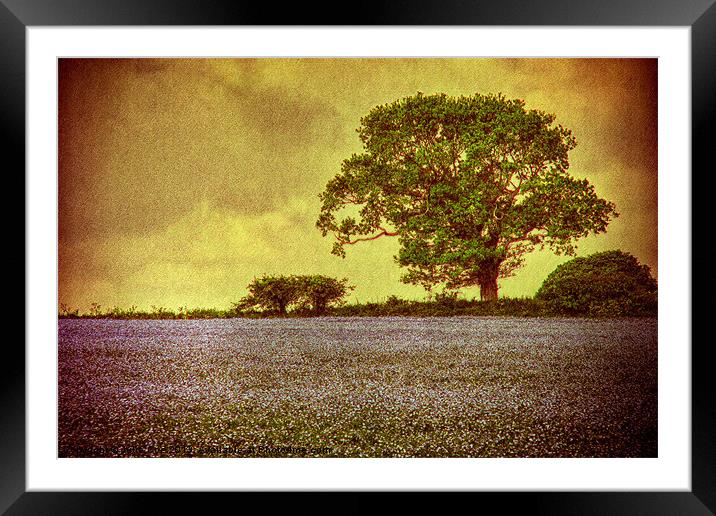 Tree In A Field Framed Mounted Print by Julie Coe