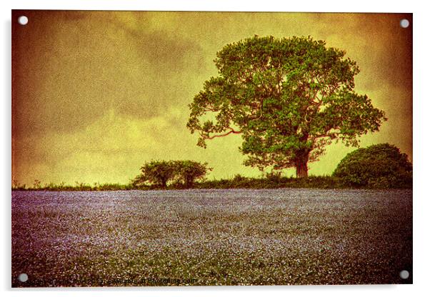 Tree In A Field Acrylic by Julie Coe